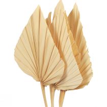 Palmspear Palmenblätter Naturdeko Gebleicht 12,5×38cm 4St