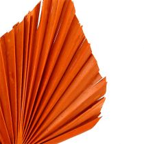 Artikel Palmspear aus Palmblättern Orange 65 Stück ca. 40–56 cm