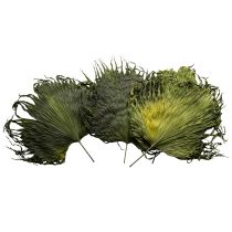 Artikel Palmwedel aus getrockneten Blättern Saribus rotundifolius 45 cm Grün 5 Stück