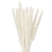 Artikel Pampasgras Trockenblumen 70 cm gebleicht Creme 15 Stiele