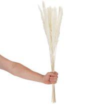 Artikel Pampasgras Trockenblumen 70 cm gebleicht Creme 15 Stiele