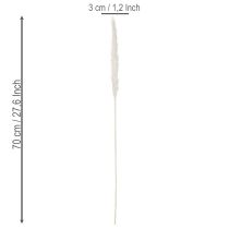 Artikel Pampasgras Trockenblumen 70 cm gebleicht Creme 15 Stiele