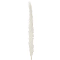 Artikel Pampasgras Trockenblumen 70 cm gebleicht Creme 15 Stiele