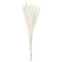 Artikel Pampasgras Trockenblumen 70 cm gebleicht Creme 15 Stiele