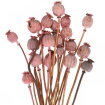 Trockendeko Mohnkapseln Rosa Mohn Gefärbte Trockenblumen 75g