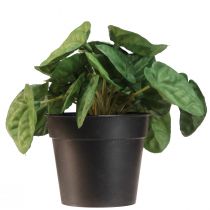 Artikel Peperomia Green Twist - Robuste, dekorative Zimmerpflanze im Topf 20cm