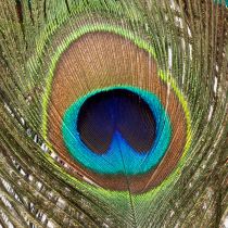 Artikel Pfauenfedern Deko Echte Vogelfedern lang 75-85cm 8 St