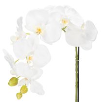 Artikel Künstliche Orchidee Weiss im Topf 62 cm für Wohn- und Bürodekoration