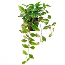 Artikel Philodendron -Scindapsus mit Topf, pflegeleicht – ideal für Büro und Zuhause 32cm