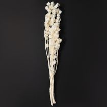 Artikel Getrocknete und Gebleichte Physalis Dekoration 75–80 cm, Creme