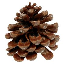 Pinus Pinea mittel 10/14cm Natur 50St