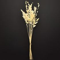 Artikel Trockenblumen Plattährengras Chasmanthium Champagner 70cm 10 Stiele