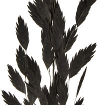 Artikel Plattährengras Chasmantium Schwarz 70cm Trockenblumen Deko 10 Stk