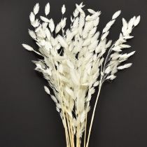 Artikel Plattährengras Trockengras Chasmantium Weiß 70cm 10 St