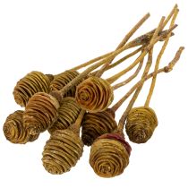 Artikel Platyspermum Creme 1-3, 50 Köpfe