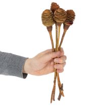 Artikel Platyspermum Naturköpfe mit Stiel, 50 Stück, creme