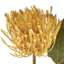 Artikel Protea künstlich Leucospermum Nadelkissen Gelb 30cm 6 St