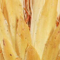 Artikel Proteen getrocknet Repens Creme 1.Wahl 10-12cm 25 St