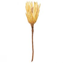 Artikel Getrocknete Protea Repens, creme, 10–12 cm, 25 Stück