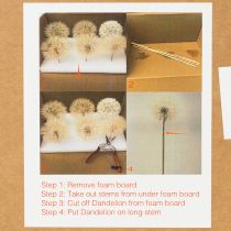 Artikel Pusteblume Trockenblume stabilisiert, 12 cm, sanft gefärbt, Set 4 Stück, für Dekoration