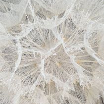Artikel Deko-Pusteblume aus getrockneten Naturmaterialien Ø11cm Weiss 6er-Set für Innenbereich