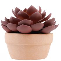 Artikel Sukkulente im Topf Echeveria künstlich Rot Ø15cm