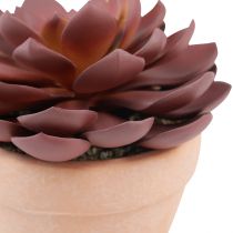 Artikel Sukkulente Echeveria künstlich im Terracotta-Topf Ø15 cm Weinrot