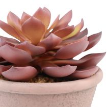 Artikel Sukkulente im Keramiktopf Echeveria künstlich Weinrot Ø15cm H16cm