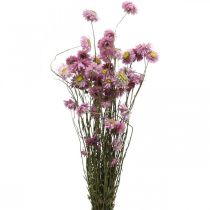 Artikel Strohblumen Trockenblumen Rosa Acroclinium Bund 20g
