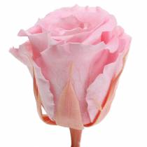 Artikel Ewige Rosen Rosa Ø4-4,5 cm 8 Stück Konserviert