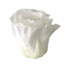 Artikel Konservierte Rosen Ø4-4,5cm Weiss 8 Stück