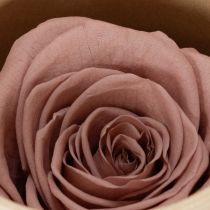 Artikel Konservierte Rosenköpfe 4 cm Lila und Altrosa 6er-Set