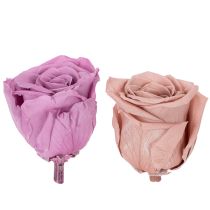 Artikel Konservierte Rosenköpfe 4 cm Lila und Altrosa 6er-Set