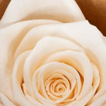 Artikel Konservierte Rosenköpfe 5 cm cremefarben 6 Stück