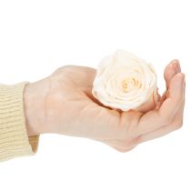 Artikel Rosenköpfe konservierte Blüten für edle floristische Arrangements 5cm 6St