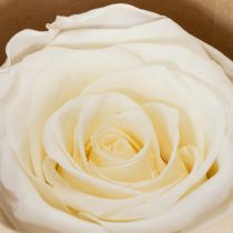 Artikel Konservierte Rosenköpfe Weiss 5cm 6 Stück für Dekoration