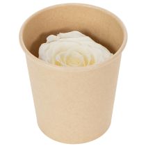 Artikel Konservierte Rosenköpfe Weiss 5cm 6 Stück für Dekoration
