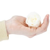 Artikel Rosenkopf Konserviert Haltbare Tischdekoration für romantische Atmosphäre Hochzeit Dekoration 5cm 6St