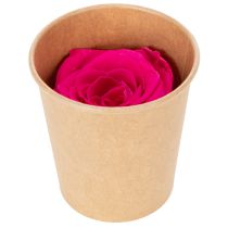 Artikel Konservierte Rosen Rosa 5cm 6 Stück für Tischdekoration