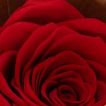 Artikel Konservierte Rosen Rot 5 cm Ø 6er-Set für Dekoration und Geschenke