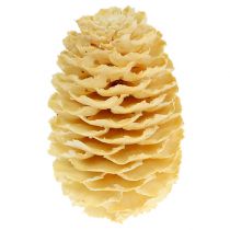 Artikel Sabulosum Zapfen gebleicht 500g Holz cremefarbig