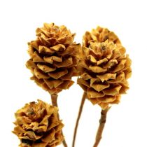 Artikel Salignum Zweige hell 4–6 Blüten Leucadendron 20–27 cm 100 Stück