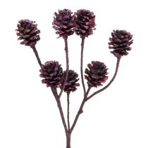 Artikel Salignum Zweige mit Zapfen Bordeaux 25St