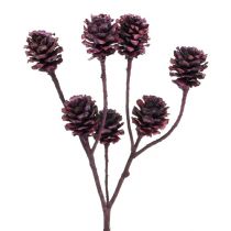 Artikel Salignum Zweige mit Zapfen Berry 25 St