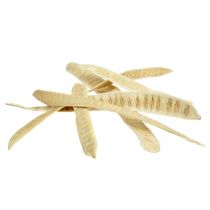 Artikel Scalettaschote gebleicht 25St