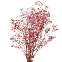 Artikel Schleierkraut Gypsophila Trockenblumen Rot 50cm 55g