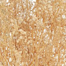 Artikel Schleierkraut Rispiges Gipskraut Weiße Blüten 50cm 55g