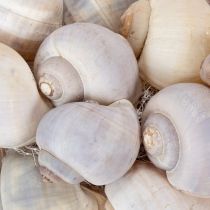 Artikel Schneckenkranz aus Kokosfasern und Metall Ø35cm Naturtöne Maritim