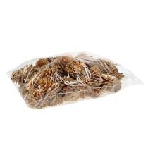 Artikel Schwarzkiefer creme 5-8cm 1kg