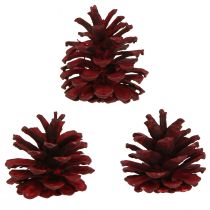 Artikel Schwarzkiefernzapfen Rot Bordeaux 6-8 cm 6 Stück